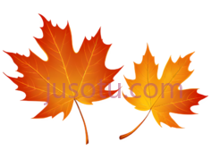 枫叶,插画,橙色PNG