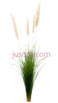 植物,仿真,绿色,白色PNG