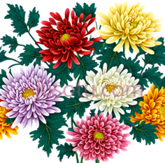 菊花,花瓣PNG
