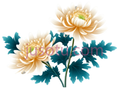 菊花,花卉PNG