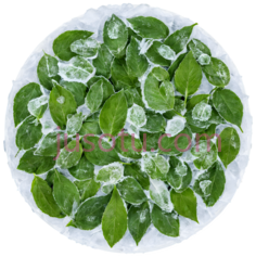 冰片,薄荷PNG