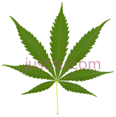 大麻叶,植物,叶子PNG