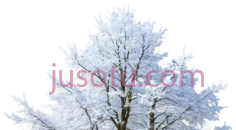 雪松,冬季,白色PNG