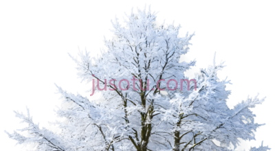 雪松,冬季,白色, PNG