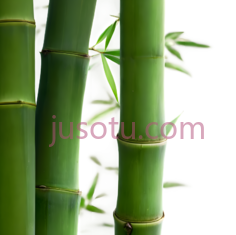 竹子,自然,绿色PNG