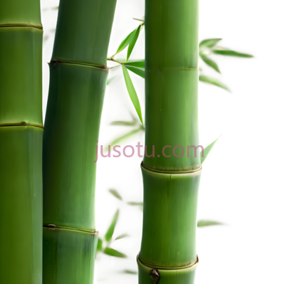竹子,自然,绿色, PNG