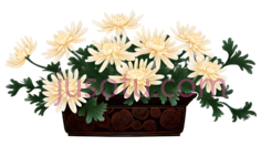 菊花花瓣,花艺PNG