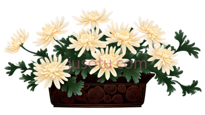 菊花花瓣,花艺, PNG