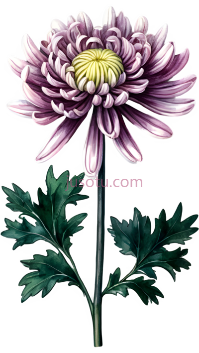 菊花,插画,紫色,黄色, PNG