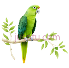 鹦鹉,卡通,绿色PNG