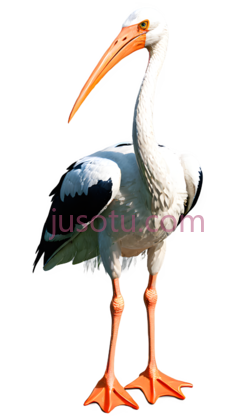 鹳PNG