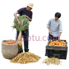 人物,丰收PNG
