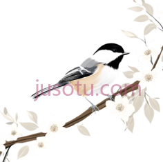 鸟,插画,白色,灰色,黑色PNG