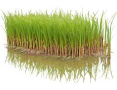 水稻幼苗,3D,绿色PNG