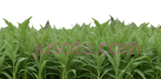 茂密树叶,草地,植物PNG