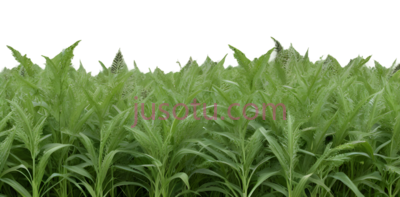 茂密树叶,草地,植物, PNG