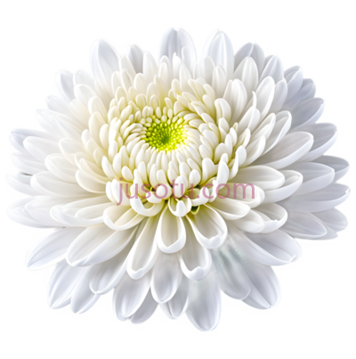 菊花,花瓣, PNG