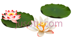 荷花,荷叶,卡通,绿色PNG