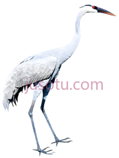 丹顶鹤,卡通,白色PNG