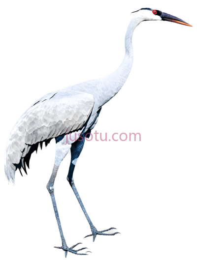 丹顶鹤,卡通,白色, PNG