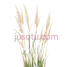 狗尾草,自然,绿色,白色PNG