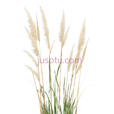 狗尾草,自然,绿色,白色, PNG