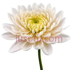 菊花,丝绸PNG