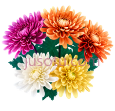 菊花, PNG