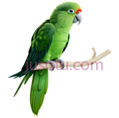 鹦鹉,卡通,绿色PNG