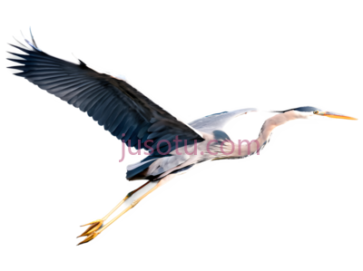 苍鹭,天空,运动, PNG