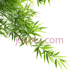 竹子,自然,绿色PNG