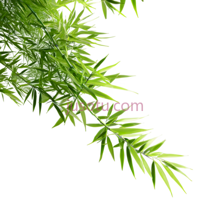 竹子,自然,绿色, PNG