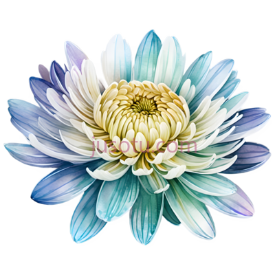 菊花,花卉, PNG