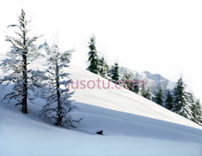 雪松,自然,白色, PNG