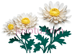菊花,纸剪PNG