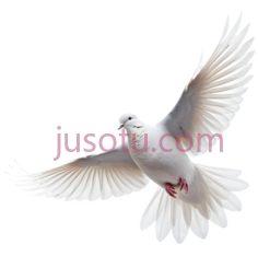 鸽子,飞翔,白色PNG