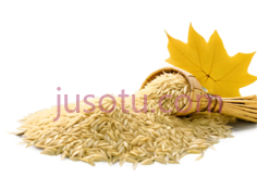 稻谷,自然,黄色PNG