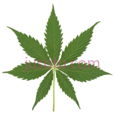 大麻叶,自然,绿色PNG