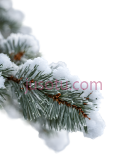 雪松树枝,自然,绿色PNG