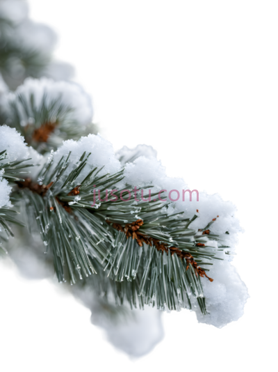 雪松树枝,自然,绿色, PNG