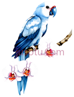 鹦鹉,水彩画,蓝色PNG