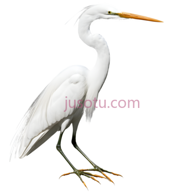 白鹭, PNG