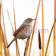 鸟,自然,棕色,白色PNG