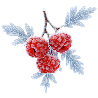 覆盆子,冰雕,红色, PNG