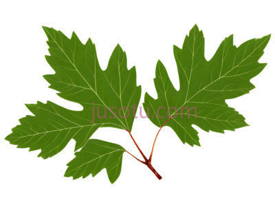 山楂叶, PNG
