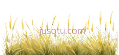 麦穗,插画,黄色, PNG
