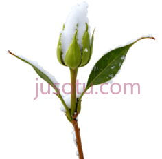 玫瑰花苞,自然,白色, PNG