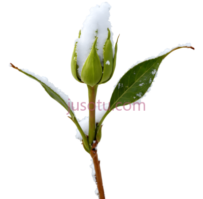 玫瑰花苞,自然,白色, PNG