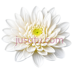 白菊,绽放PNG
