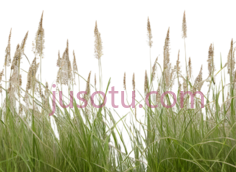 植物,自然生长,绿色PNG